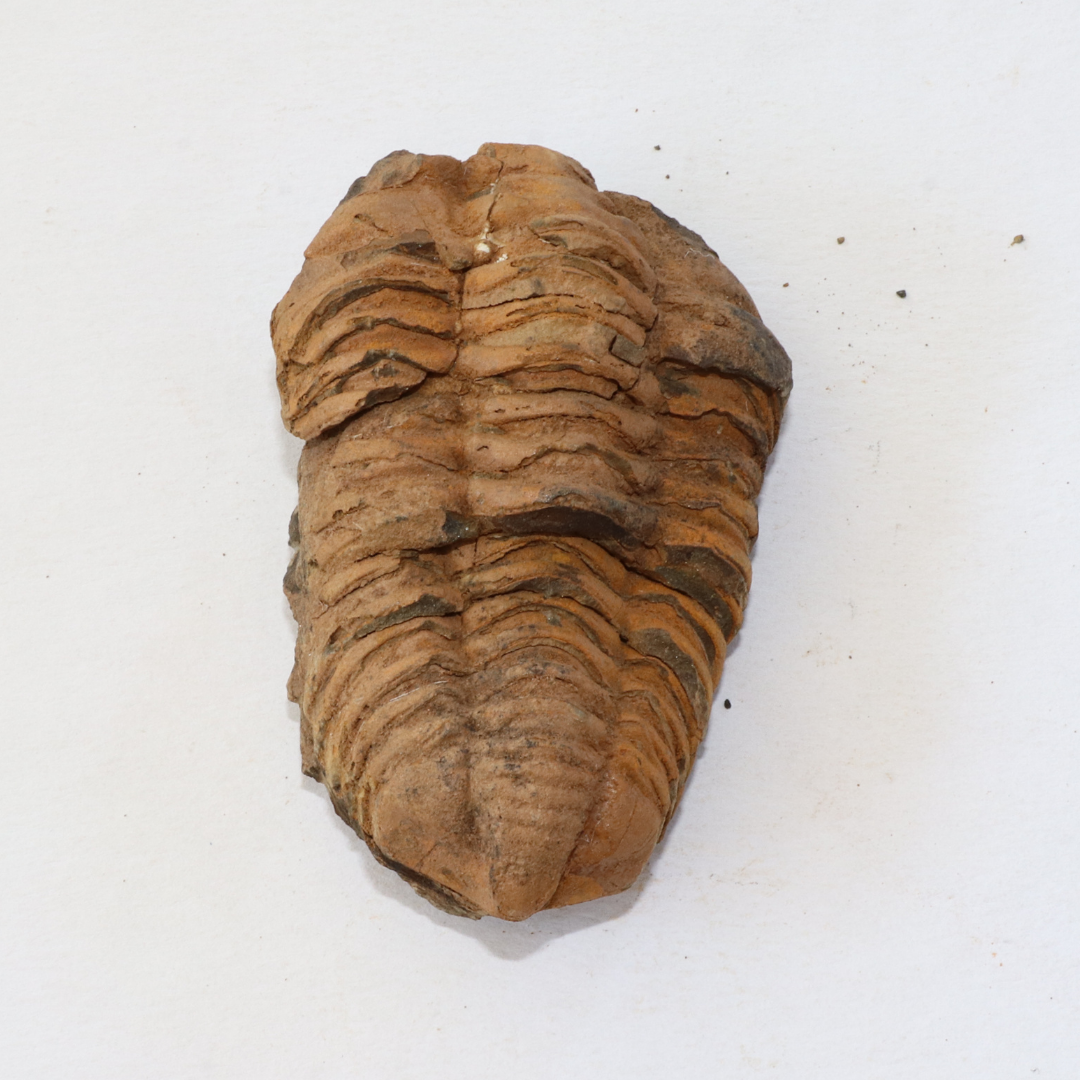 Diacalymene-Moroccan-Trilobite