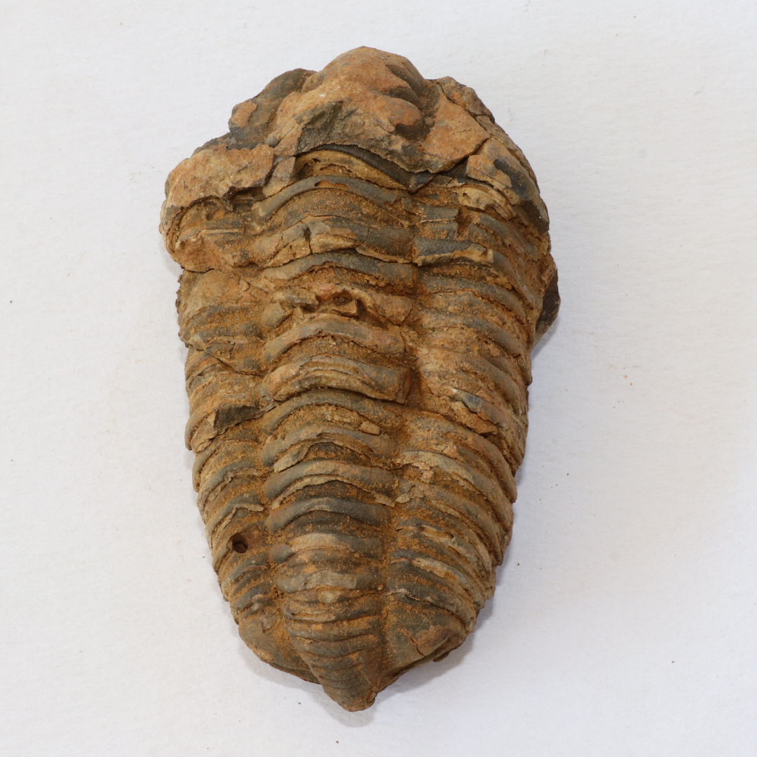 Diacalymene Moroccan Trilobite Ordovician 3.27 Inches FTR00054