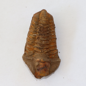 thumbnail image 2 of Genuine Diacalymene Trilobite Fossil - 5-7 Cm - Unpolished - From Morocco 2 of 5